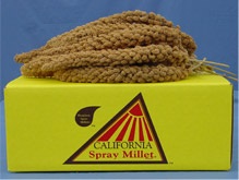 California Golden Spray Millet - 5lb box - Lady Gouldian Finches love this millet - Lady Gouldian Finch Supplies - Food - Glamorous Gouldians