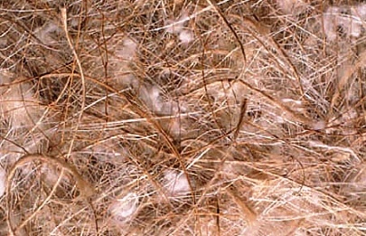 Cotton, Jute and Sisal - Nesting Material - Sisal Fibre - Breeding Supplies - Finch and Canary Supplies